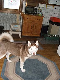 Siberian Husky Pictures 646