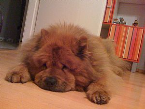 Chow Chow Pictures 741