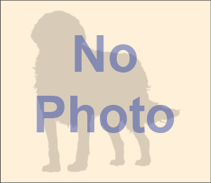 Pomeranian Pictures nophotoforwhite