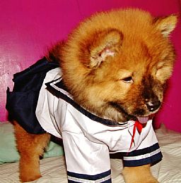 Chow Chow Pictures 644