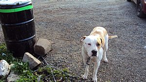 American Staffordshire Terrier Pictures 645