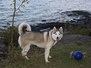 Siberian Husky Pictures 647