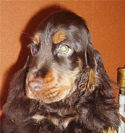 English Cocker Spaniel Pictures 651