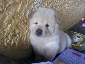 Chow Chow Pictures 664