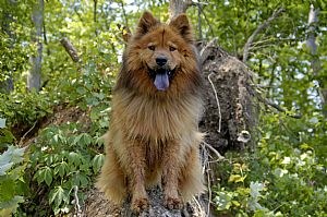 Chow Chow Pictures 671