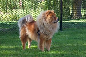 Chow Chow Pictures 678