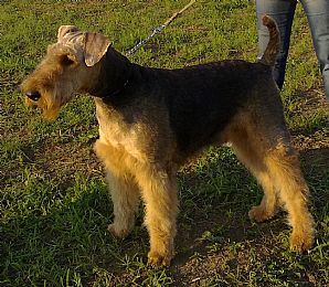 Airedale Terrier Pictures 683