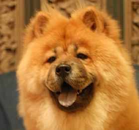 Chow Chow Pictures 694