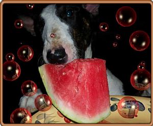 Bull Terrier Pictures 721