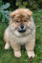 Chow Chow Pictures 729