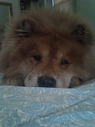 Chow Chow Pictures 735