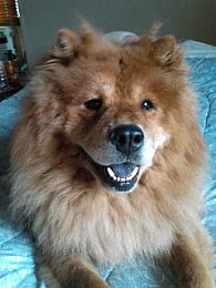 Chow Chow Pictures 736