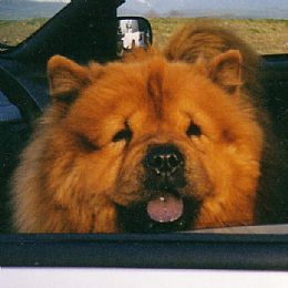 Chow Chow Pictures 742