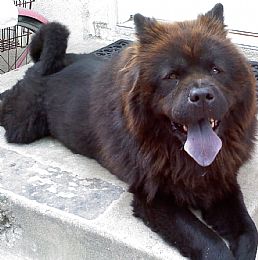 Chow Chow Pictures 757