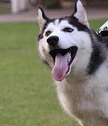 Siberian Husky Pictures 761