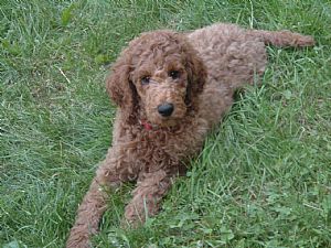 Poodle Pictures 788