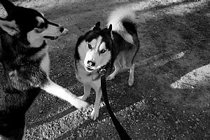 Siberian Husky Pictures 793
