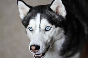 Siberian Husky Pictures 794