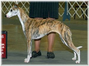 Whippet Pictures 805