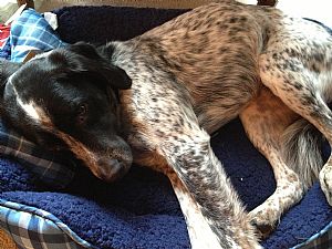 English Setter Pictures 830
