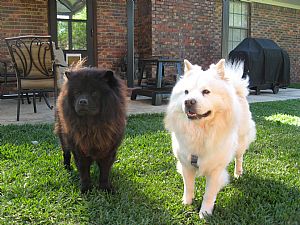 Chow Chow Pictures 852