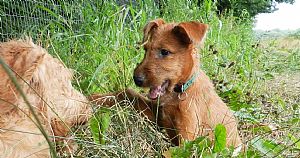 Irish Terrier Pictures 882