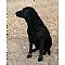 Curly-Coated Retriever Pictures 3