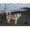 Siberian Husky Pictures 3