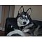 Siberian Husky Pictures 5