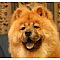Chow Chow Pictures 5