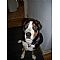 Greater Swiss Mountain Dog Pictures 0