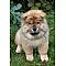 Chow Chow Pictures 7