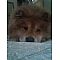 Chow Chow Pictures 9