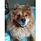 Chow Chow Pictures 10