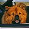 Chow Chow Pictures 12
