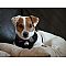 Jack Russell Terrier Pictures 2