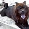 Chow Chow Pictures 14