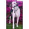 Great Dane Pictures 3
