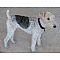 Fox Terrier - Wire Pictures 0