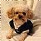 Toy Poodle Pictures 1