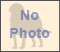 Scottish Terrier Pictures 0