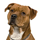 American Staffordshire Terrier Photo