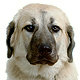 Anatolian Shepherd Dog Photo