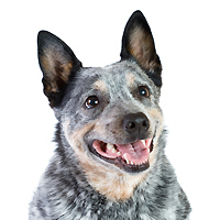 Australian Cattle Dog Picture
