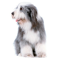 Bearded Collie Picture