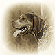Bluetick Coonhound Photo