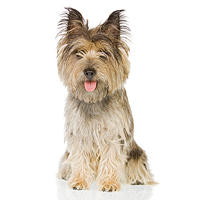 Cairn Terrier Picture