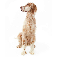 English Setter Picture