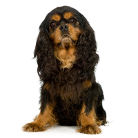 English Toy Spaniel Picture