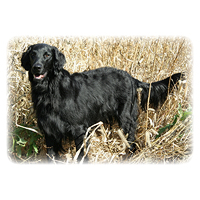 Flat-Coated Retriever Picture